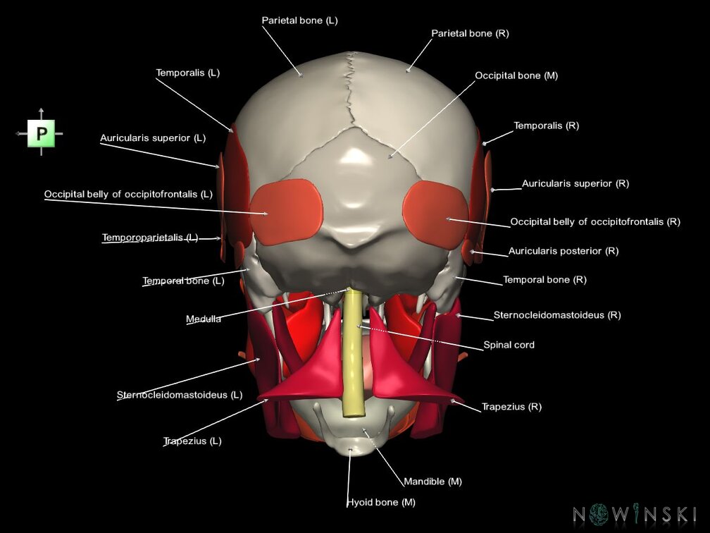 G5.T10-9-11-12-13-8-3-22-20.V3.C2.L1.Spinal cord––Skull–Head muscles