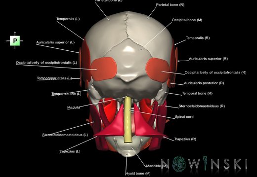 G5.T10-9-11-12-13-8-3-22-20.V3.C2.L1.Spinal cord––Skull–Head muscles