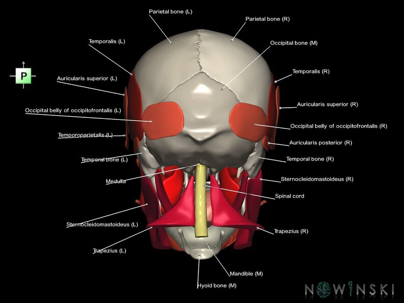 G5.T10-9-11-12-13-8-3-22-20.V3.C2.L1.Spinal cord––Skull–Head muscles