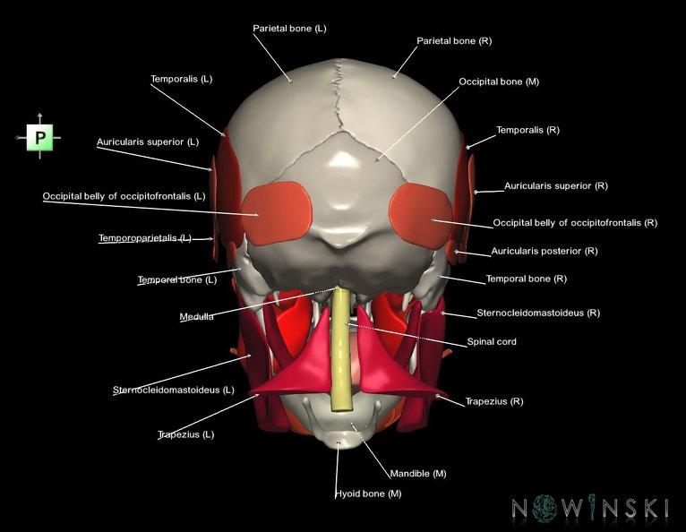 G5.T10-9-11-12-13-8-3-22-20.V3.C2.L1.Spinal_cord––Skull–Head_muscles.tiff
