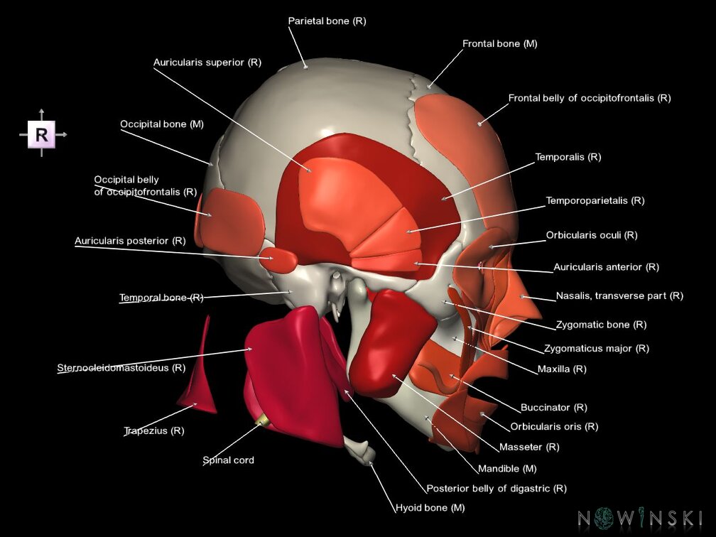 G5.T10-9-11-12-13-8-3-22-20.V4.C2.L1.Spinal cord––Skull–Head muscles