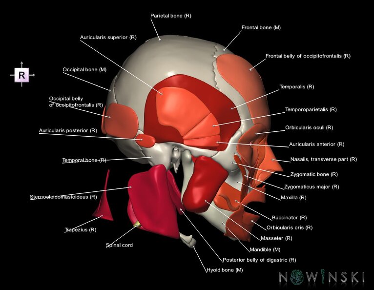 G5.T10-9-11-12-13-8-3-22-20.V4.C2.L1.Spinal_cord––Skull–Head_muscles.tiff
