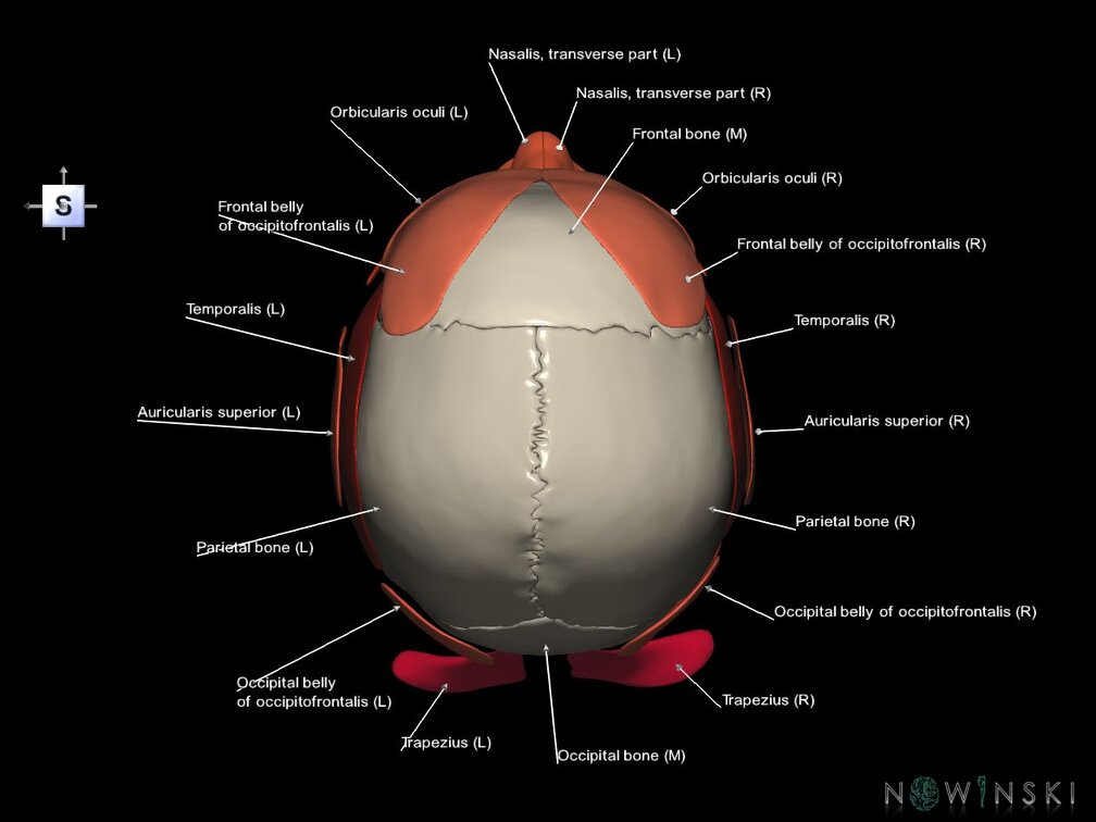 G5.T10-9-11-12-13-8-3-22-20.V5.C2.L1.Spinal cord––Skull–Head muscles