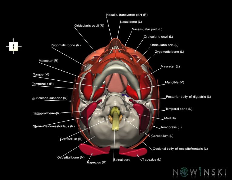 G5.T10-9-11-12-13-8-3-22-20.V6.C2.L1.Spinal_cord––Skull–Head_muscles.tiff