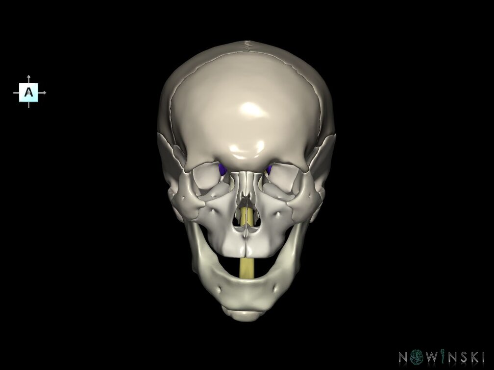 G5.T10-9-11-12-13-8-3-22.V1.C2.L0.Spinal cord––Cerebrum–Skull