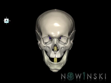 G5.T10-9-11-12-13-8-3-22.V1.C2.L0.Spinal cord––Cerebrum–Skull