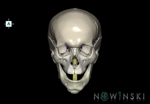 G5.T10-9-11-12-13-8-3-22.V1.C2.L0.Spinal cord––Cerebrum–Skull