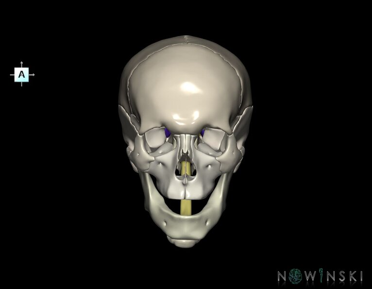 G5.T10-9-11-12-13-8-3-22.V1.C2.L0.Spinal_cord––Cerebrum–Skull.tiff