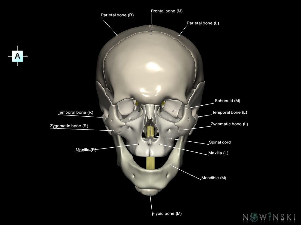 G5.T10-9-11-12-13-8-3-22.V1.C2.L1.Spinal cord––Cerebrum–Skull