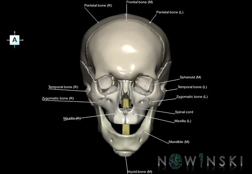 G5.T10-9-11-12-13-8-3-22.V1.C2.L1.Spinal cord––Cerebrum–Skull