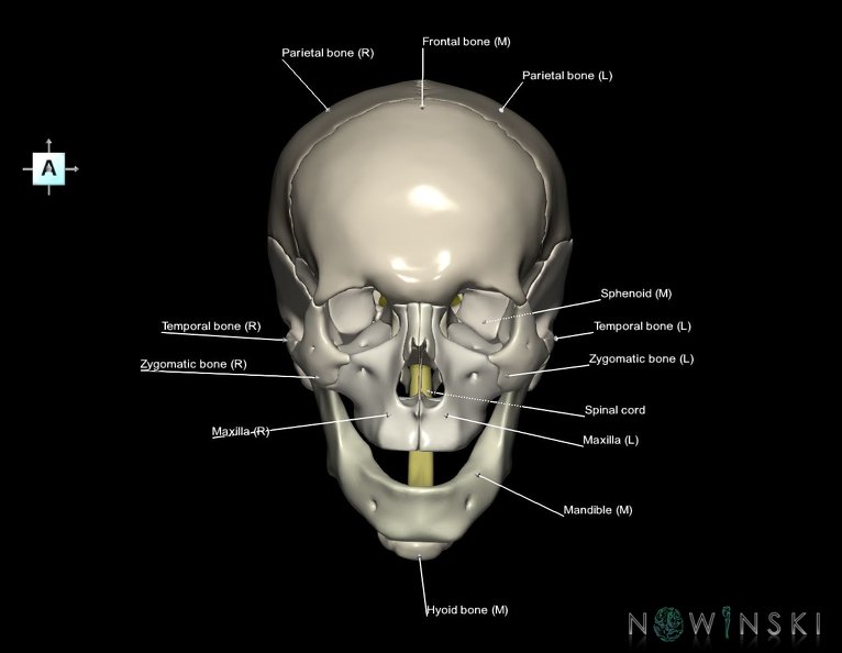 G5.T10-9-11-12-13-8-3-22.V1.C2.L1.Spinal_cord––Cerebrum–Skull.tiff