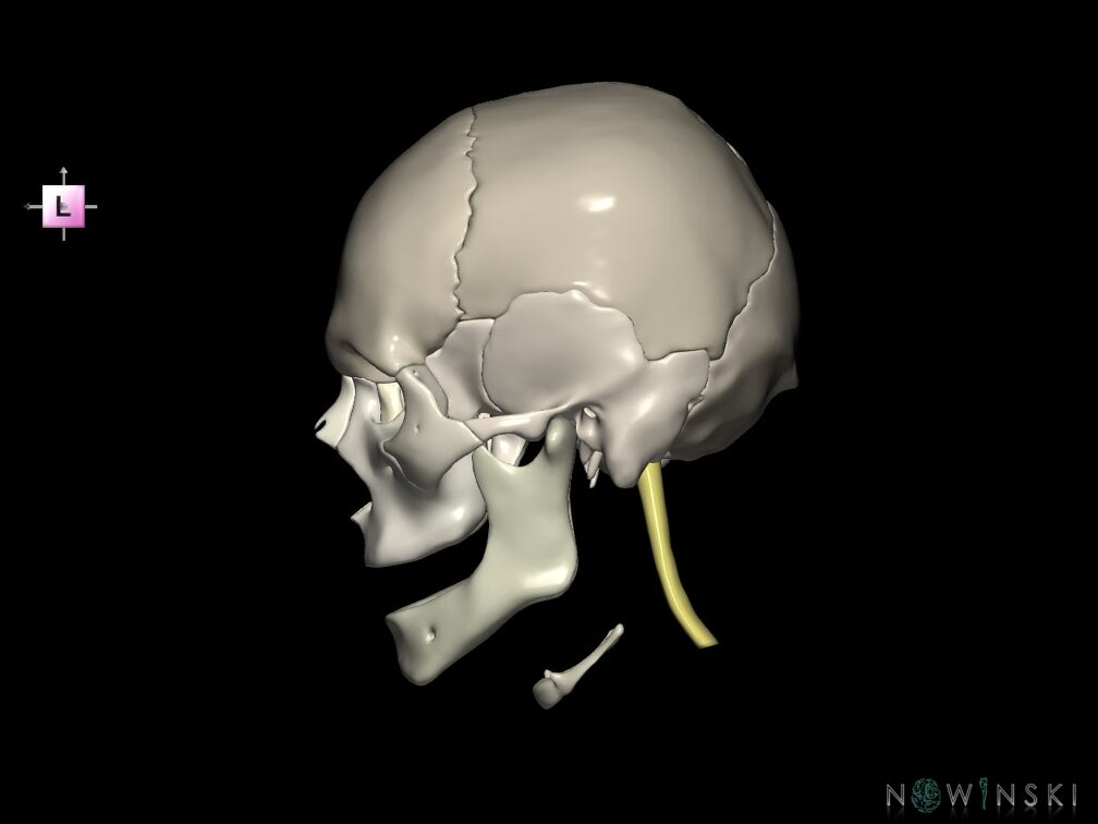 G5.T10-9-11-12-13-8-3-22.V2.C2.L0.Spinal cord––Cerebrum–Skull