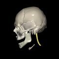G5.T10-9-11-12-13-8-3-22.V2.C2.L0.Spinal cord––Cerebrum–Skull