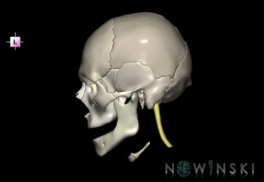 G5.T10-9-11-12-13-8-3-22.V2.C2.L0.Spinal cord––Cerebrum–Skull