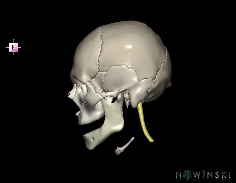 G5.T10-9-11-12-13-8-3-22.V2.C2.L0.Spinal_cord––Cerebrum–Skull.tiff