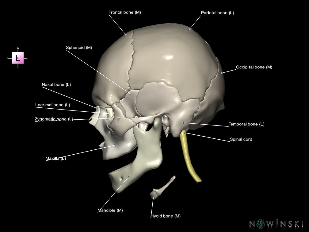 G5.T10-9-11-12-13-8-3-22.V2.C2.L1.Spinal cord––Cerebrum–Skull