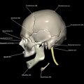 G5.T10-9-11-12-13-8-3-22.V2.C2.L1.Spinal cord––Cerebrum–Skull