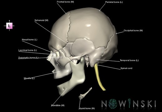 G5.T10-9-11-12-13-8-3-22.V2.C2.L1.Spinal cord––Cerebrum–Skull