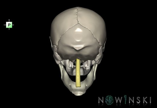 G5.T10-9-11-12-13-8-3-22.V3.C2.L0.Spinal cord––Cerebrum–Skull