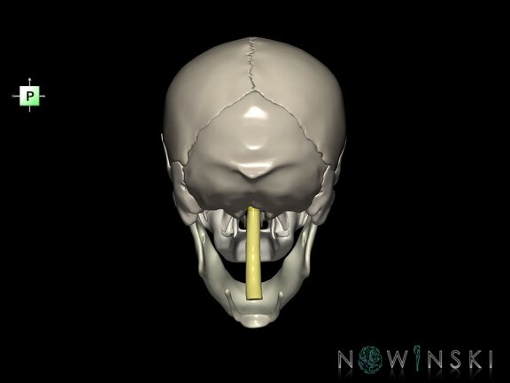 G5.T10-9-11-12-13-8-3-22.V3.C2.L0.Spinal cord––Cerebrum–Skull