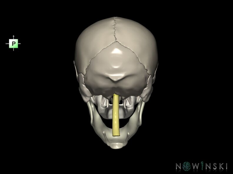 G5.T10-9-11-12-13-8-3-22.V3.C2.L0.Spinal cord––Cerebrum–Skull
