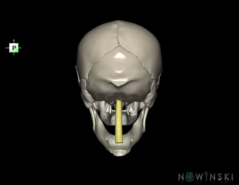 G5.T10-9-11-12-13-8-3-22.V3.C2.L0.Spinal_cord––Cerebrum–Skull.tiff