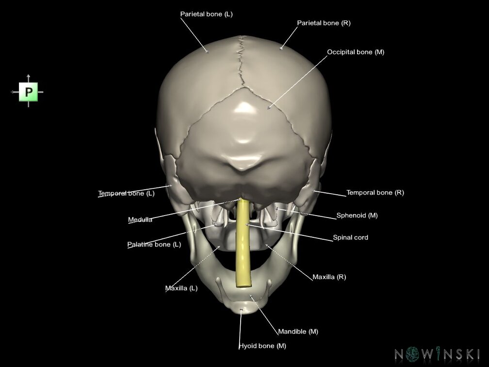 G5.T10-9-11-12-13-8-3-22.V3.C2.L1.Spinal cord––Cerebrum–Skull