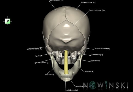 G5.T10-9-11-12-13-8-3-22.V3.C2.L1.Spinal cord––Cerebrum–Skull