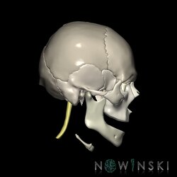 G5.T10-9-11-12-13-8-3-22.V4.C2.L0.Spinal cord––Cerebrum–Skull