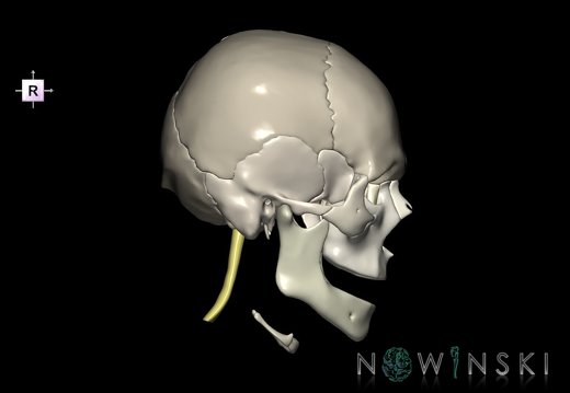 G5.T10-9-11-12-13-8-3-22.V4.C2.L0.Spinal cord––Cerebrum–Skull