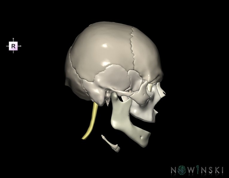 G5.T10-9-11-12-13-8-3-22.V4.C2.L0.Spinal_cord––Cerebrum–Skull.tiff