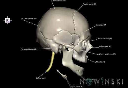G5.T10-9-11-12-13-8-3-22.V4.C2.L1.Spinal cord––Cerebrum–Skull