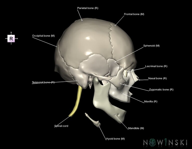 G5.T10-9-11-12-13-8-3-22.V4.C2.L1.Spinal_cord––Cerebrum–Skull.tiff