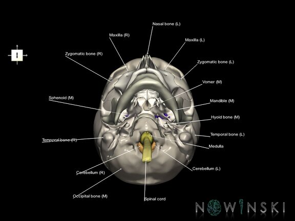 G5.T10-9-11-12-13-8-3-22.V6.C2.L1.Spinal cord––Cerebrum–Skull