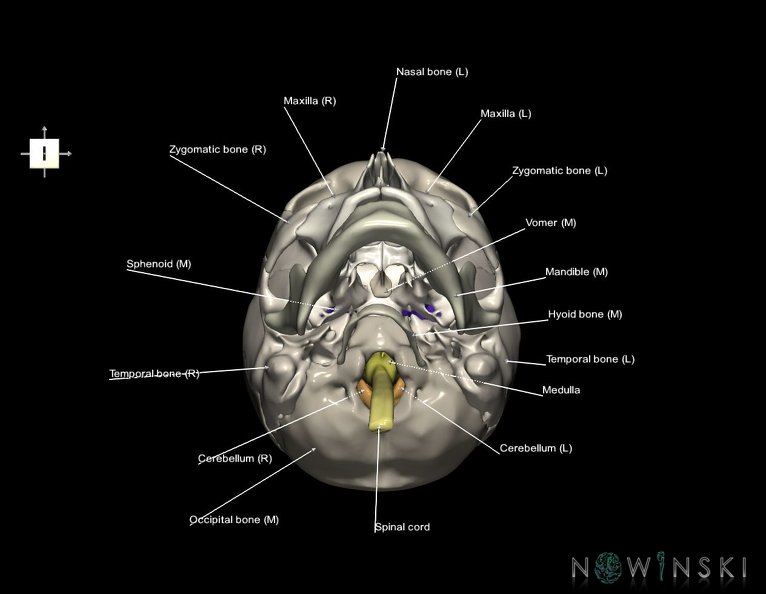 G5.T10-9-11-12-13-8-3-22.V6.C2.L1.Spinal_cord––Cerebrum–Skull.tiff