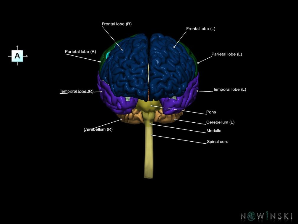 G5.T10-9-11-12-13-8-3.V1.C2.L1.Spinal cord––Cerebellum–Cerebrum