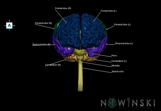 G5.T10-9-11-12-13-8-3.V1.C2.L1.Spinal cord––Cerebellum–Cerebrum