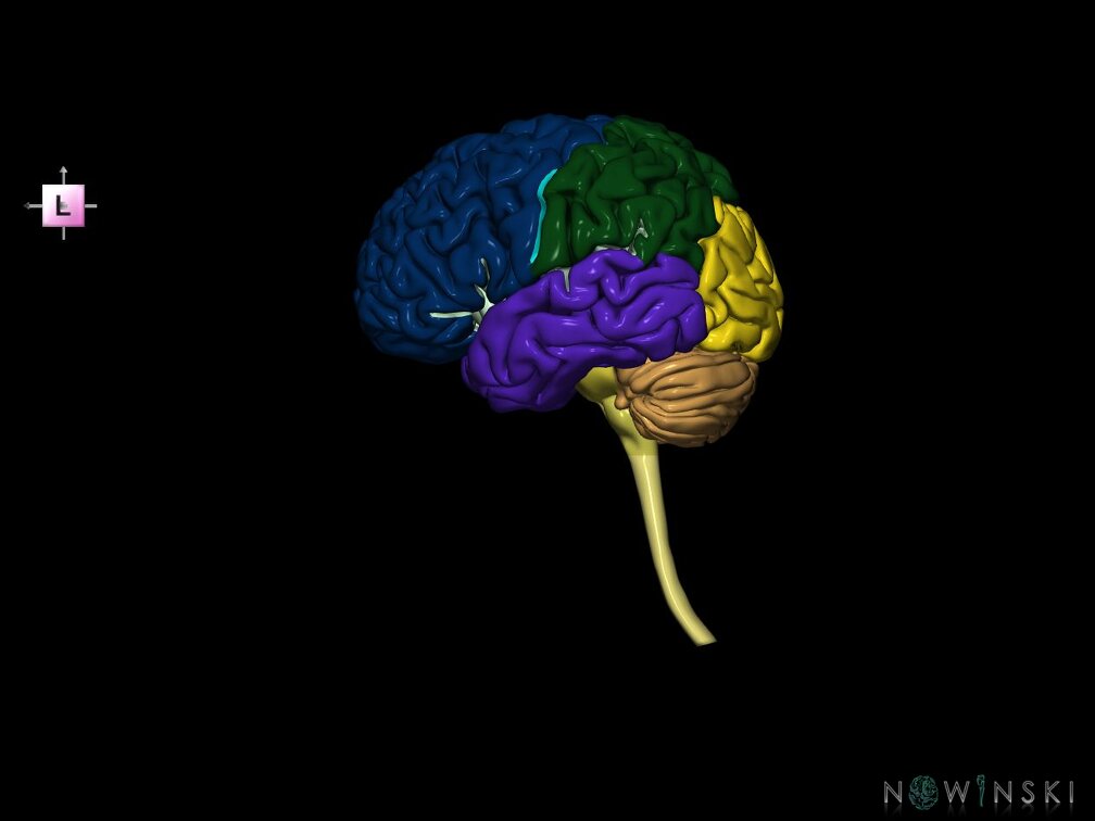 G5.T10-9-11-12-13-8-3.V2.C2.L0.Spinal cord––Cerebellum–Cerebrum