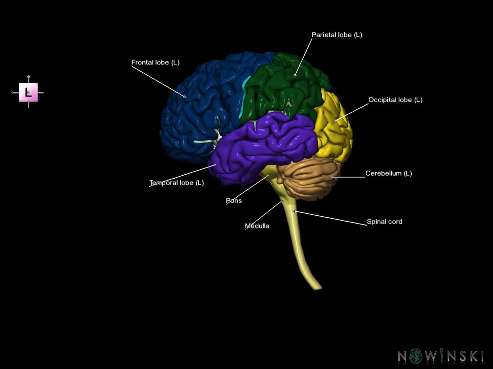 G5.T10-9-11-12-13-8-3.V2.C2.L1.Spinal cord––Cerebellum–Cerebrum