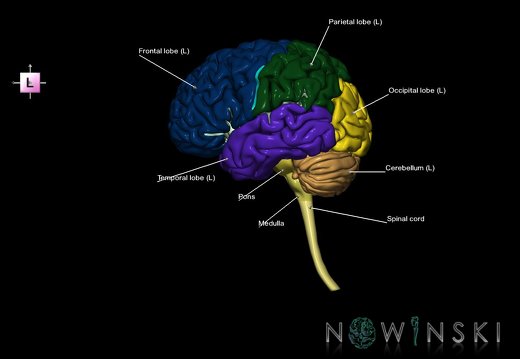 G5.T10-9-11-12-13-8-3.V2.C2.L1.Spinal cord––Cerebellum–Cerebrum