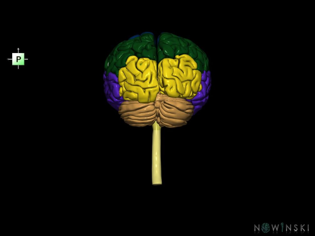 G5.T10-9-11-12-13-8-3.V3.C2.L0.Spinal cord––Cerebellum–Cerebrum