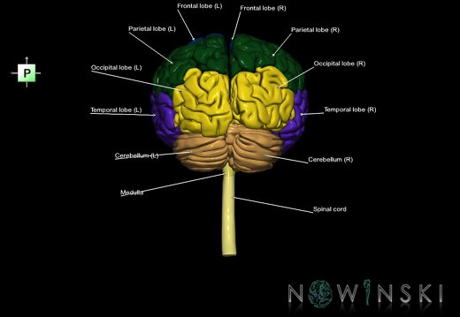 G5.T10-9-11-12-13-8-3.V3.C2.L1.Spinal cord––Cerebellum–Cerebrum