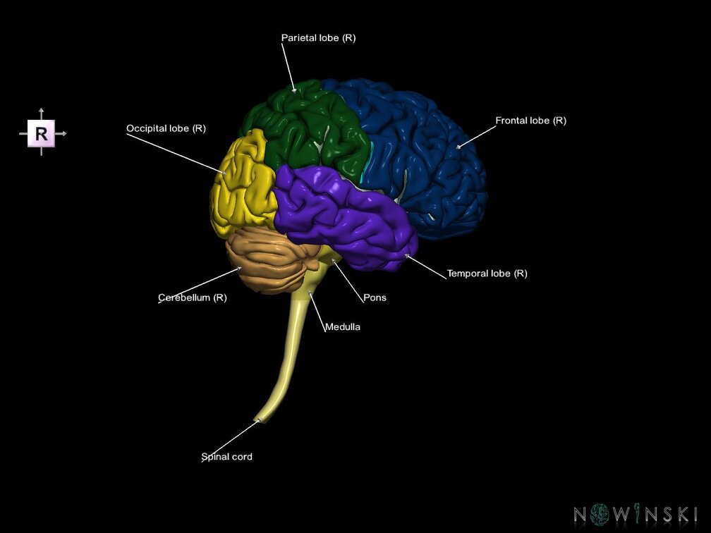 G5.T10-9-11-12-13-8-3.V4.C2.L1.Spinal cord––Cerebellum–Cerebrum