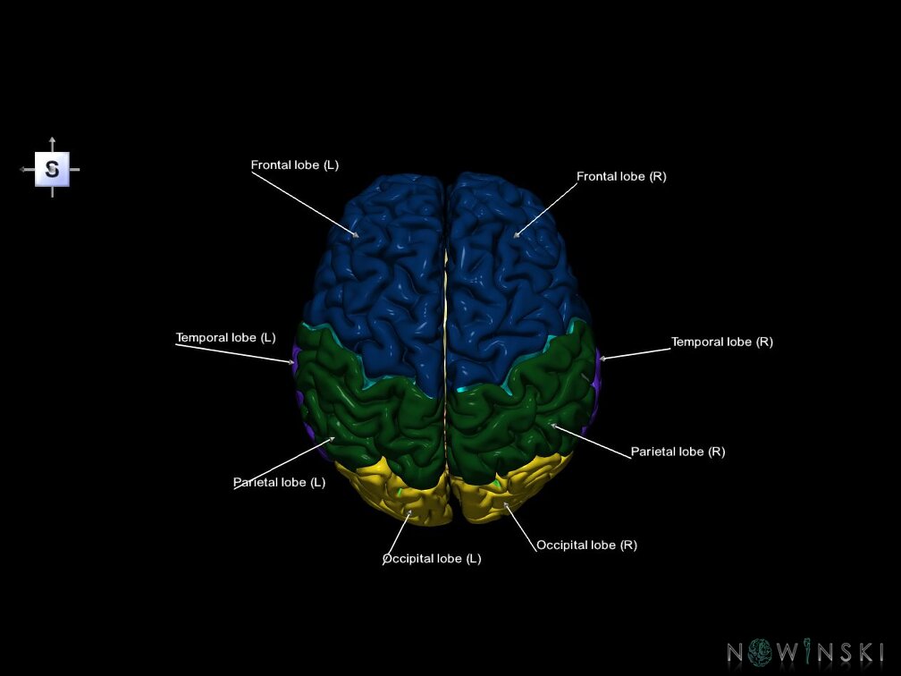 G5.T10-9-11-12-13-8-3.V5.C2.L1.Spinal cord––Cerebellum–Cerebrum