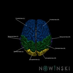 G5.T10-9-11-12-13-8-3.V5.C2.L1.Spinal cord––Cerebellum–Cerebrum