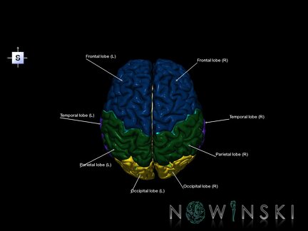 G5.T10-9-11-12-13-8-3.V5.C2.L1.Spinal cord––Cerebellum–Cerebrum