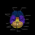 G5.T10-9-11-12-13-8-3.V6.C2.L1.Spinal cord––Cerebellum–Cerebrum