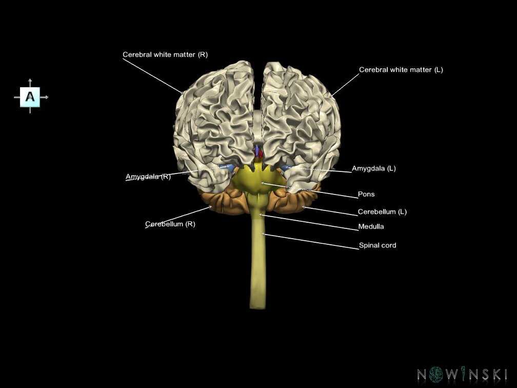 G5.T10-9-11-12-13-8.V1.C2.L1.Spinal cord––White matter–Cerebellum