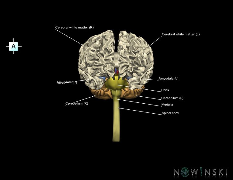 G5.T10-9-11-12-13-8.V1.C2.L1.Spinal_cord––White_matter–Cerebellum.tiff