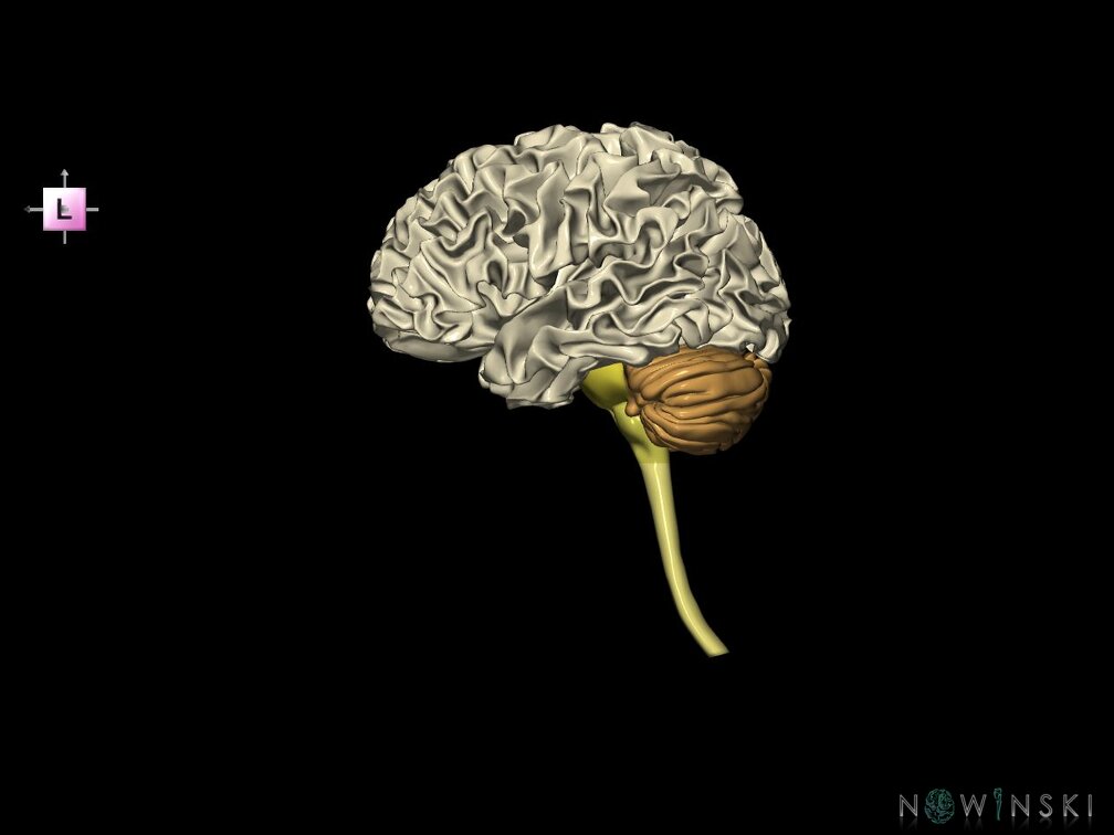 G5.T10-9-11-12-13-8.V2.C2.L0.Spinal cord––White matter–Cerebellum